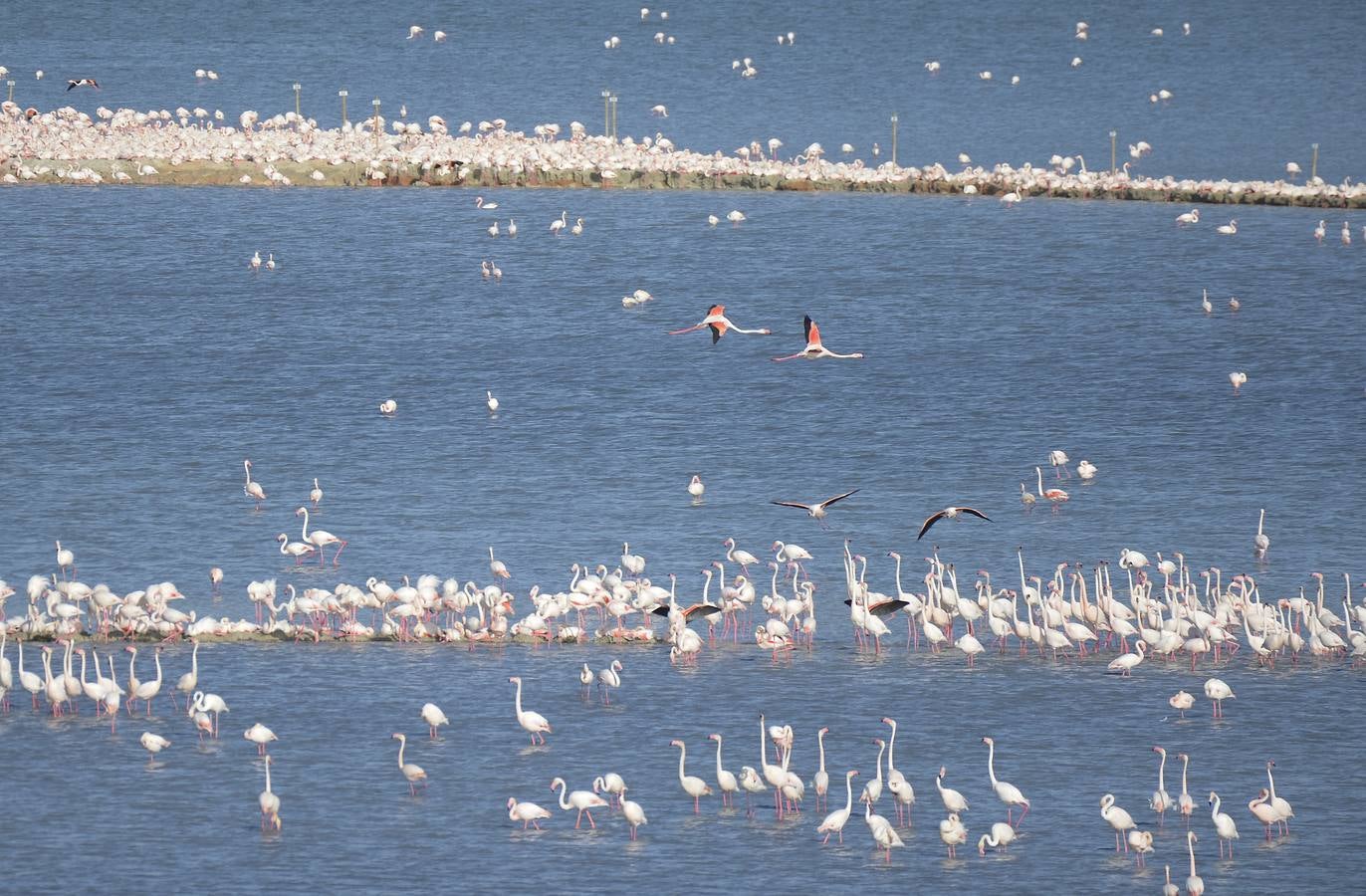 La colonia de flamencos en la laguna de Fuente de Piedra ha aumento en número este año