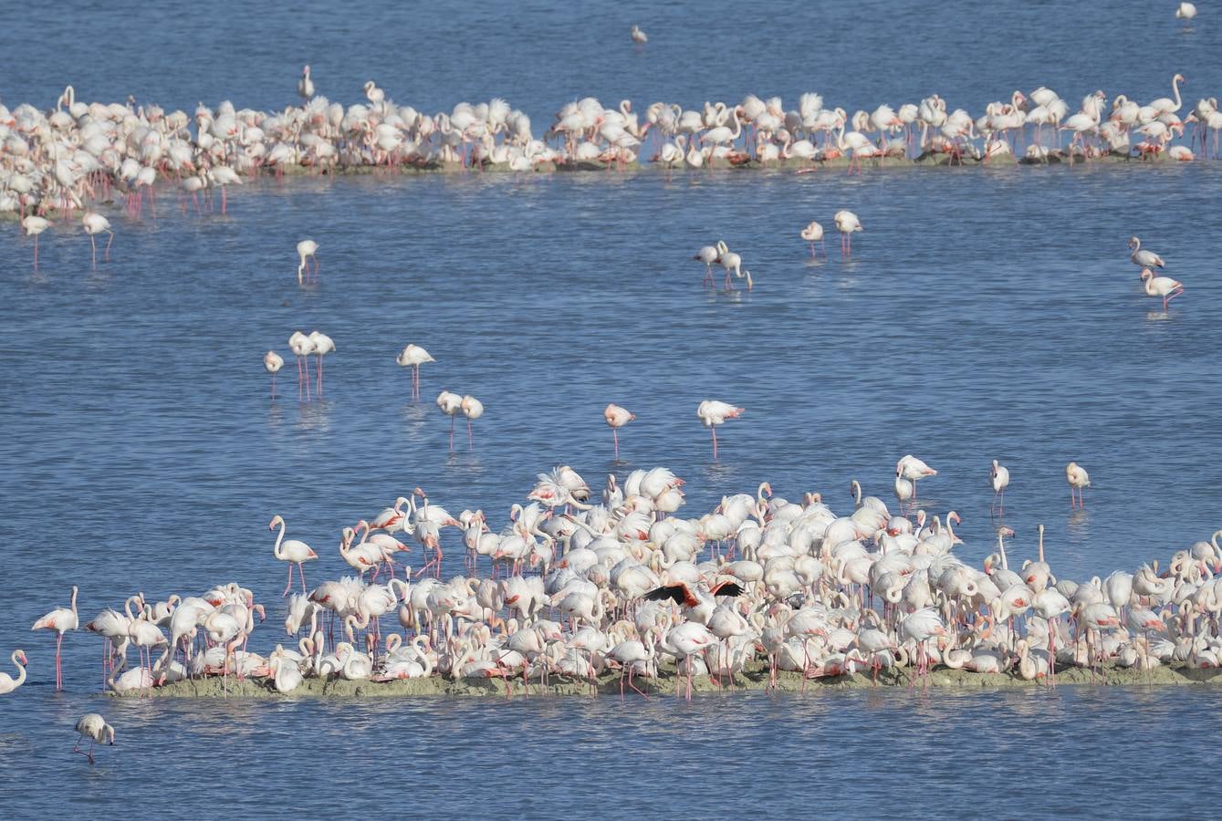 La colonia de flamencos en la laguna de Fuente de Piedra ha aumento en número este año