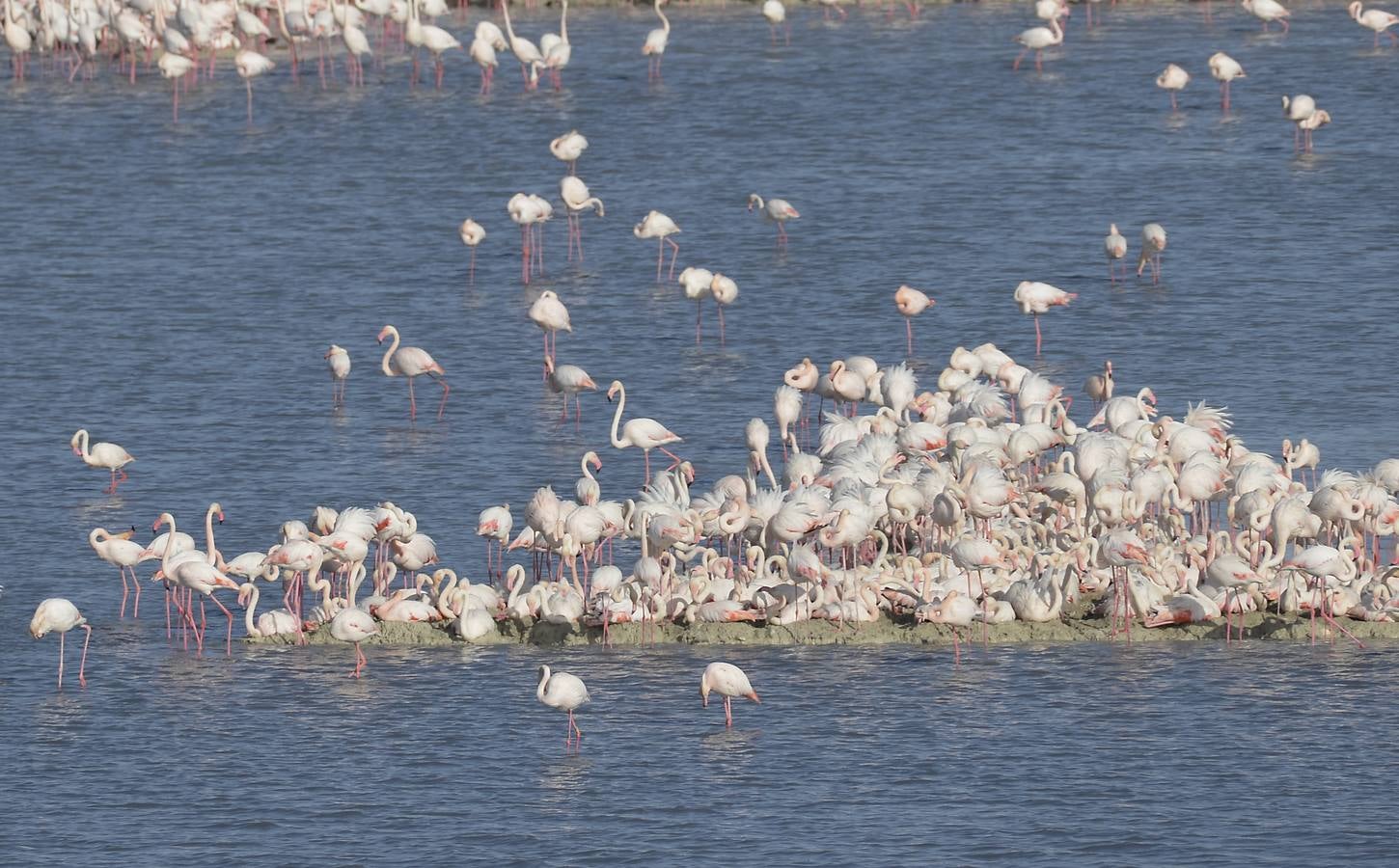 La colonia de flamencos en la laguna de Fuente de Piedra ha aumento en número este año