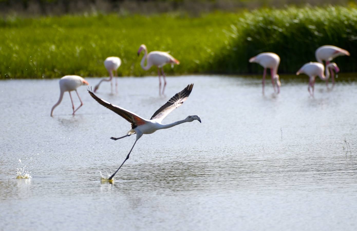 La colonia de flamencos en la laguna de Fuente de Piedra ha aumento en número este año