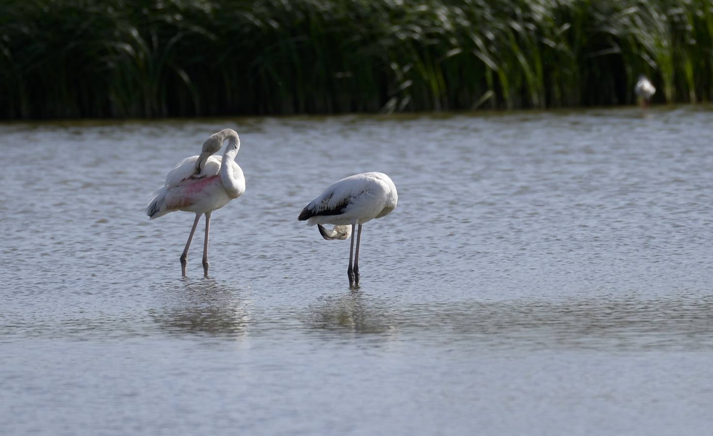 La colonia de flamencos en la laguna de Fuente de Piedra ha aumento en número este año