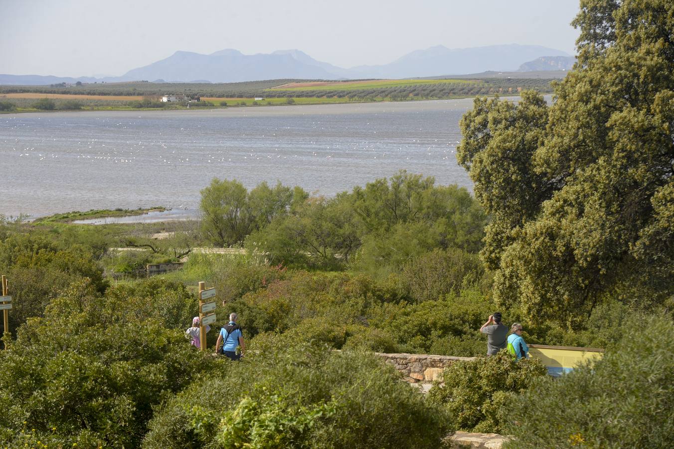 La colonia de flamencos en la laguna de Fuente de Piedra ha aumento en número este año