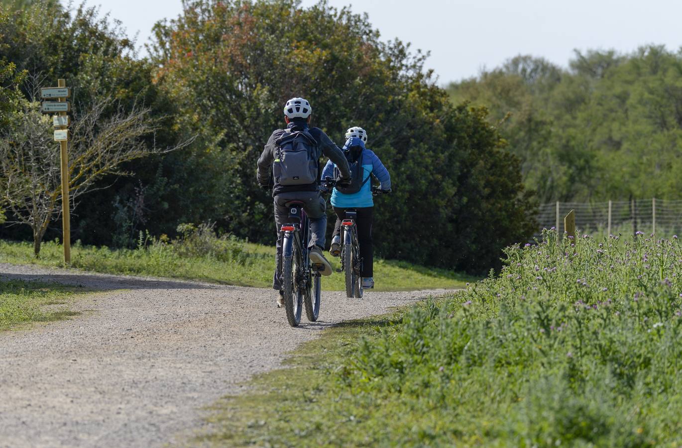 La colonia de flamencos en la laguna de Fuente de Piedra ha aumento en número este año