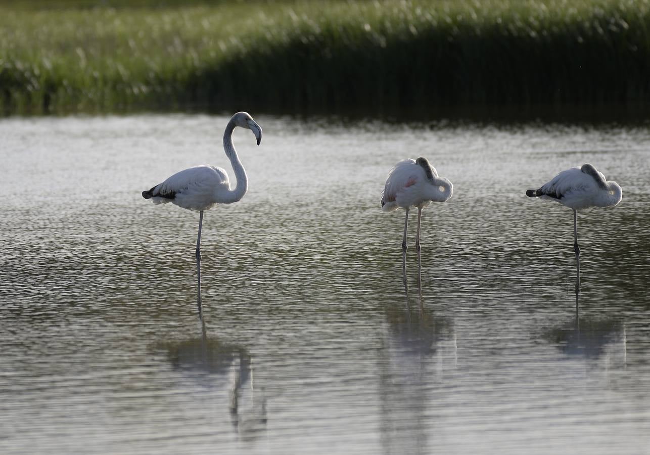 La colonia de flamencos en la laguna de Fuente de Piedra ha aumento en número este año