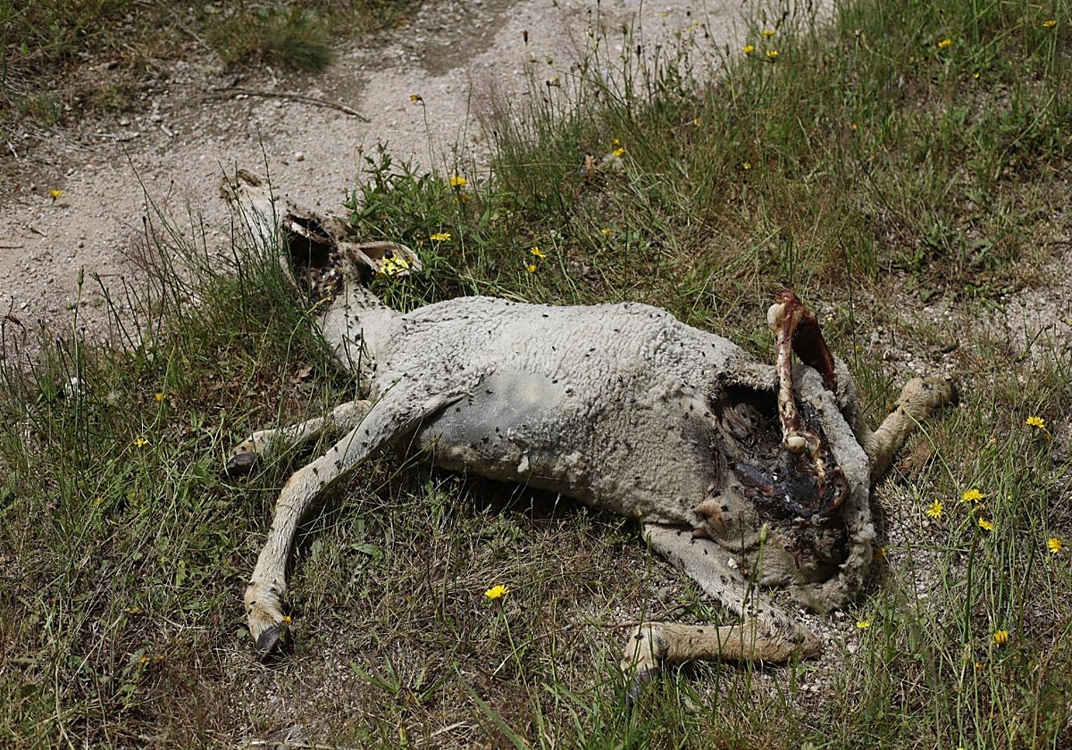 Oveja devorada por lobos, en la zona transfronteriza de O Xurés-Gerês