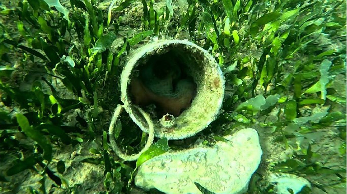 Uno de los pulpos atrapado en una tubería usada como trampa por la pesca furtiva en Santa Pola (Alicante)