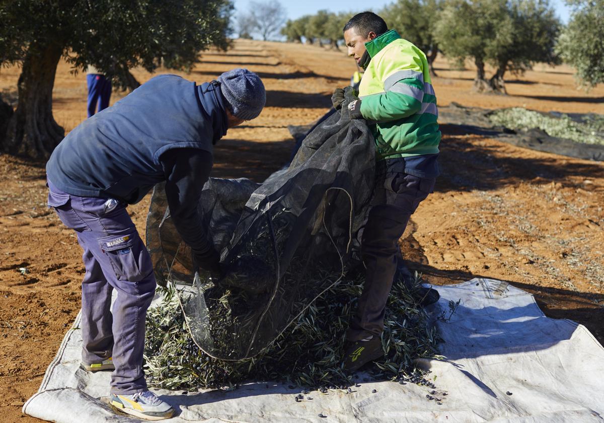 Trabajadores en una fina de olivar durante la cosecha de la aceituna