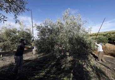 La campaña de olivar en Córdoba concluye duplicando las salidas de aceite al mercado
