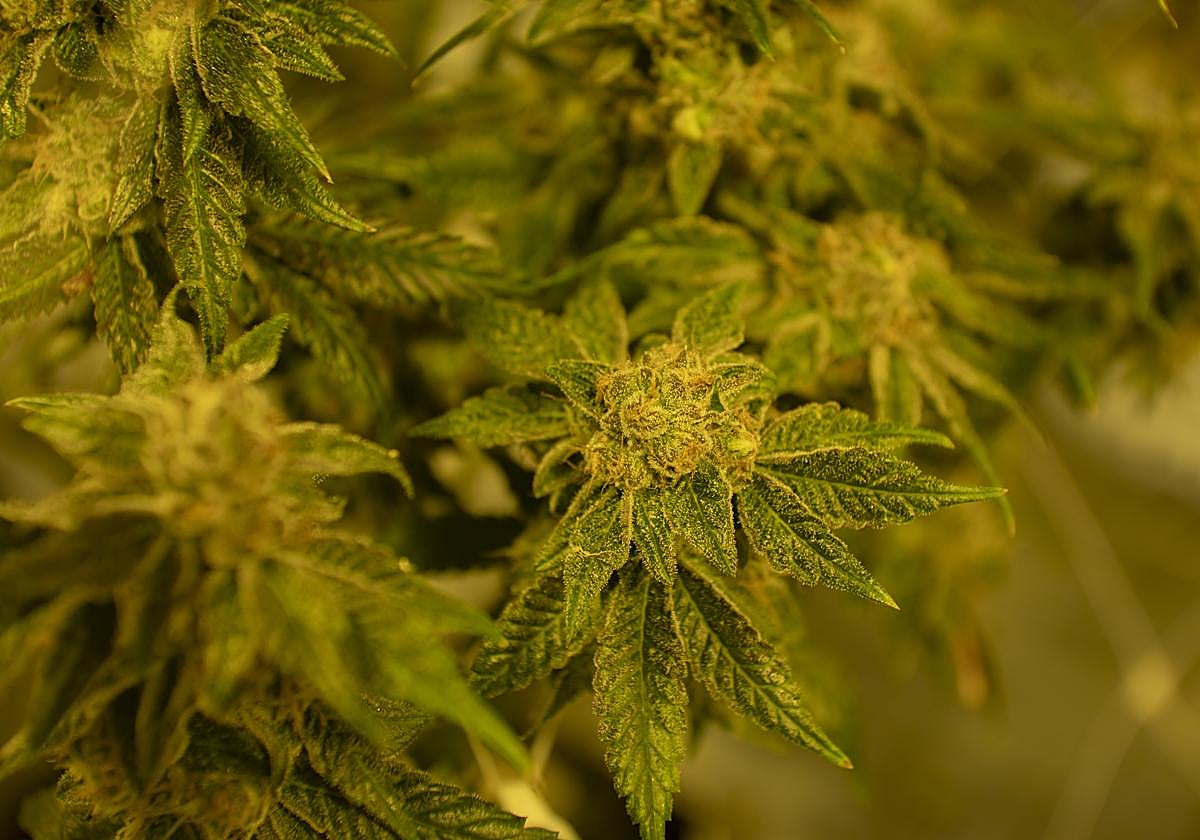 Una planta de cannabis en una nave de Barcelona