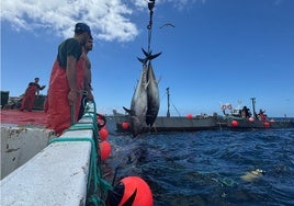 Una primera levantá de atunes en aguas revueltas en Cádiz: «Nos están haciendo mucho daño»