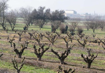 Aragón estudia llevar al Tribunal Supremo el real decreto de ayudas directas a la sequía del Ministerio de Agricultura