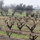 Aragón estudia llevar al Tribunal Supremo el real decreto de ayudas directas a la sequía del Ministerio de Agricultura