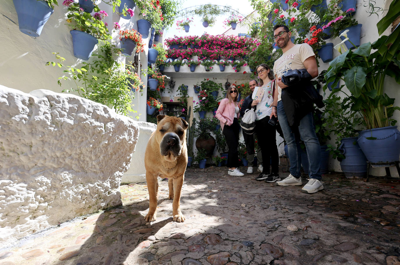 Los Patios de Córdoba a dos semanas de que empiece el certamen, en imágenes