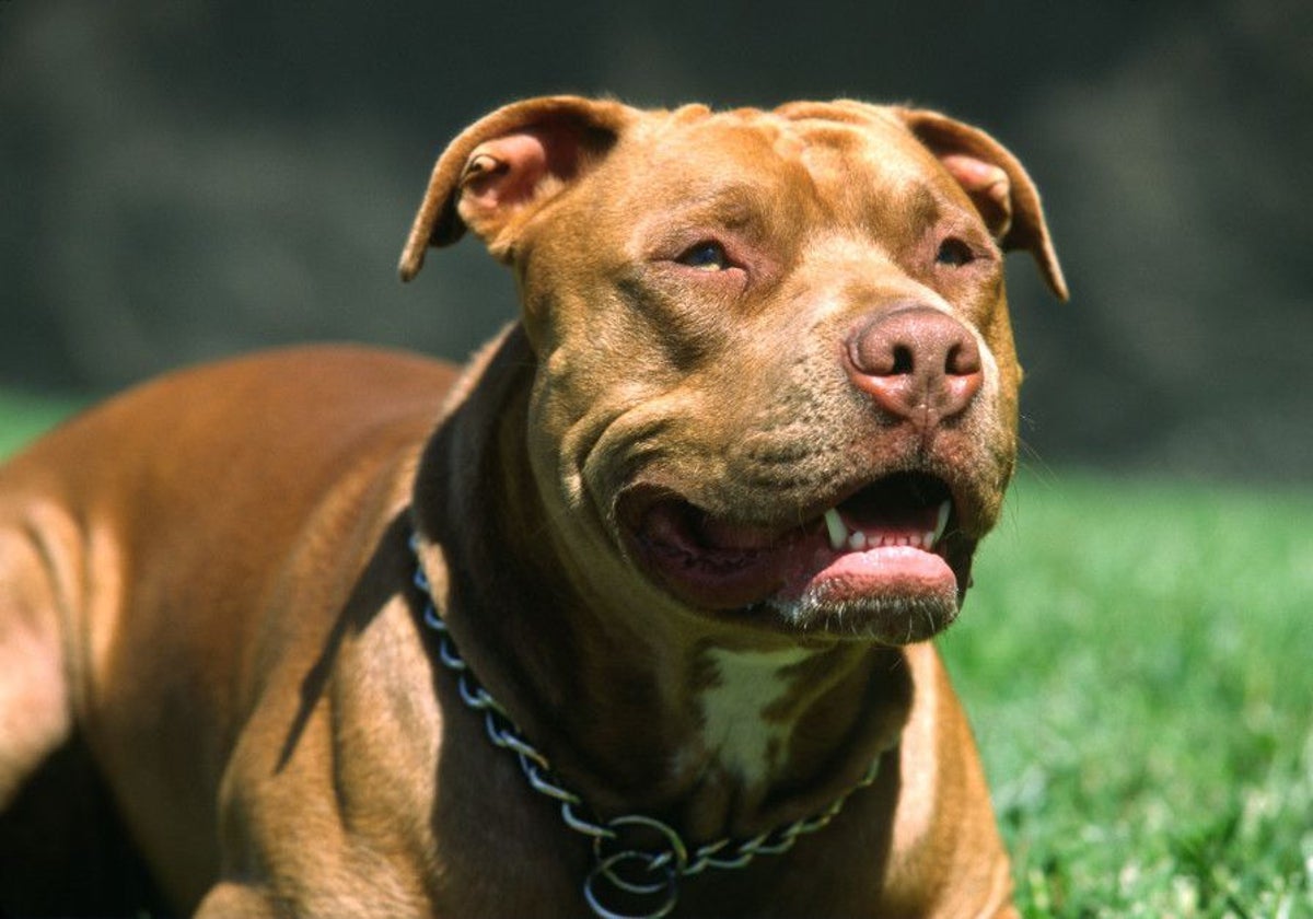 Identifican a la dueña de un perro que se fugó después de que el animal, que iba suelto, mordiera a una mujer