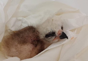 Nace en Zaragoza el pollo de milano real nº 150 del programa de cría en cautividad