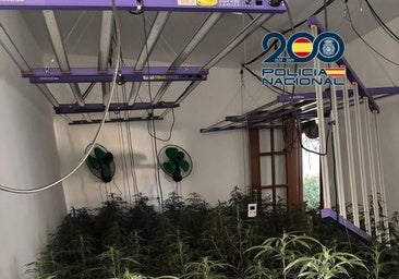Desmantelan dos plantaciones 'indoor' con más de 300 plantas de marihuana en Fuensanta y Cañero