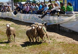 Balance positivo en la Feria Agroganadera de los Pedroches pero con margen de mejora