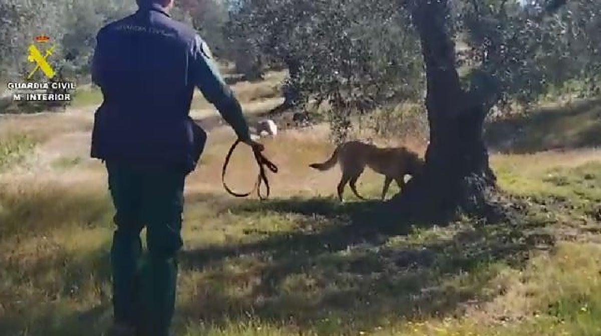 La Guardia Civil rastrea con perros la zona