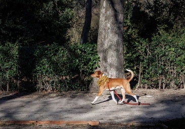 La ciudad y los perros