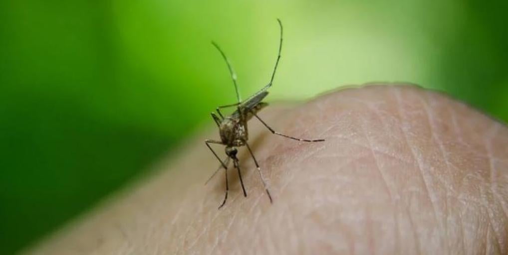 Repelentes, evitar olores fuertes, no dejar que el agua se estanque... Estas son las recomendaciones de la Junta frente al virus del Nilo en Andalucía