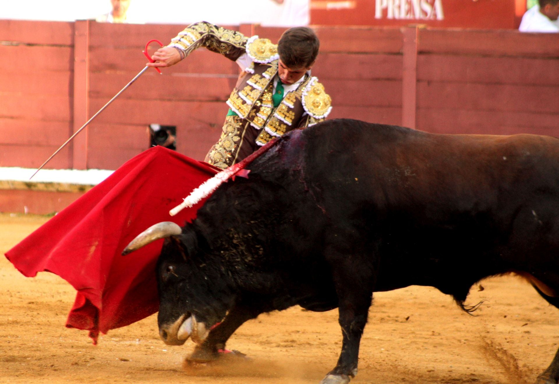 El nuevo triunfo de Román en la novillada de Lucena, en imágenes