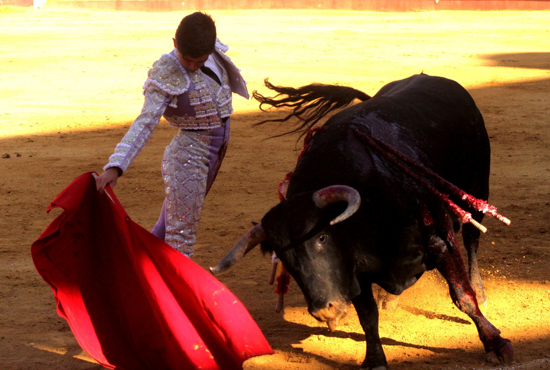 El nuevo triunfo de Román en la novillada de Lucena, en imágenes