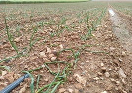 El granizo deja daños en cultivos de Daimiel y causa incidencias en Cuenca y su provincia