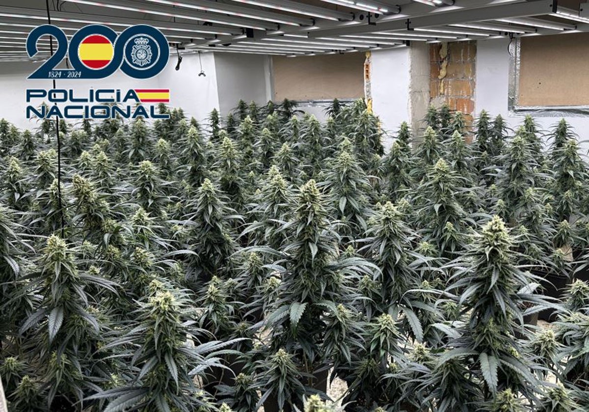 Imagen de una de las viviendas habilitadas como plantación de marihuana