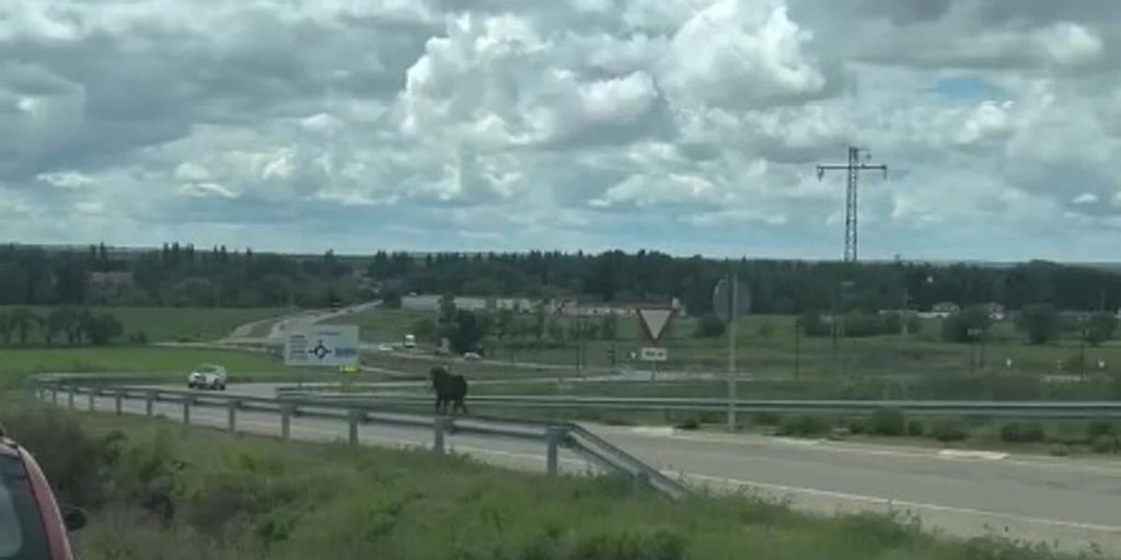 Localizan y sacrifican a la vaca brava que se escapó en las fiestas de Arroyo (Valladolid)