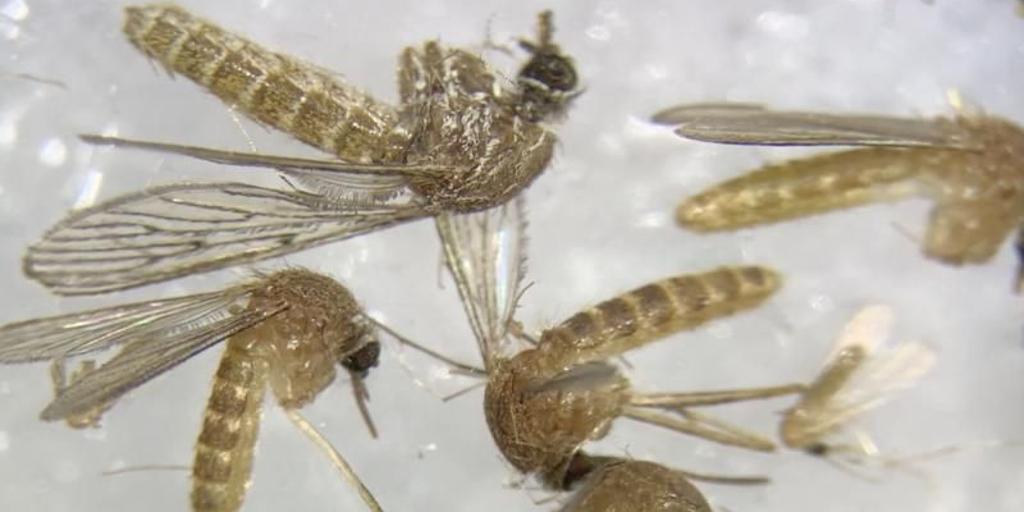 Campaña contra el mosquito tigre y el virus del Nilo en Córdoba: estos son los 10 consejos para evitar contagios