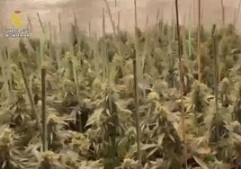 La Guardia Civil desmantela dos plantaciones 'indoor' de marihuana en Seseña y detiene a 4 personas