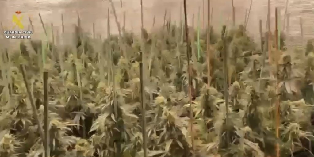 La Guardia Civil desmantela dos plantaciones 'indoor' de marihuana en Seseña y detiene a 4 personas