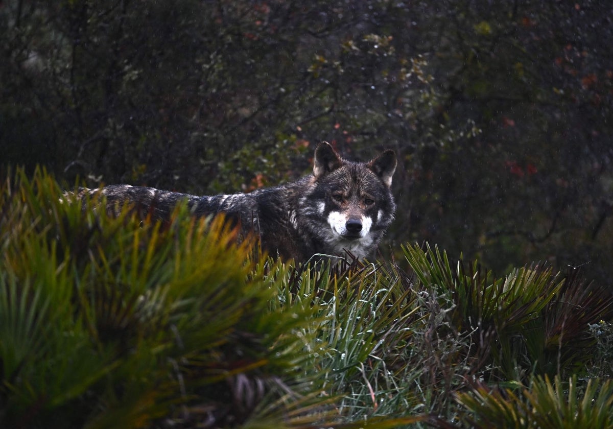 En Galicia hay, al menos, 93 manadas de lobos registradas