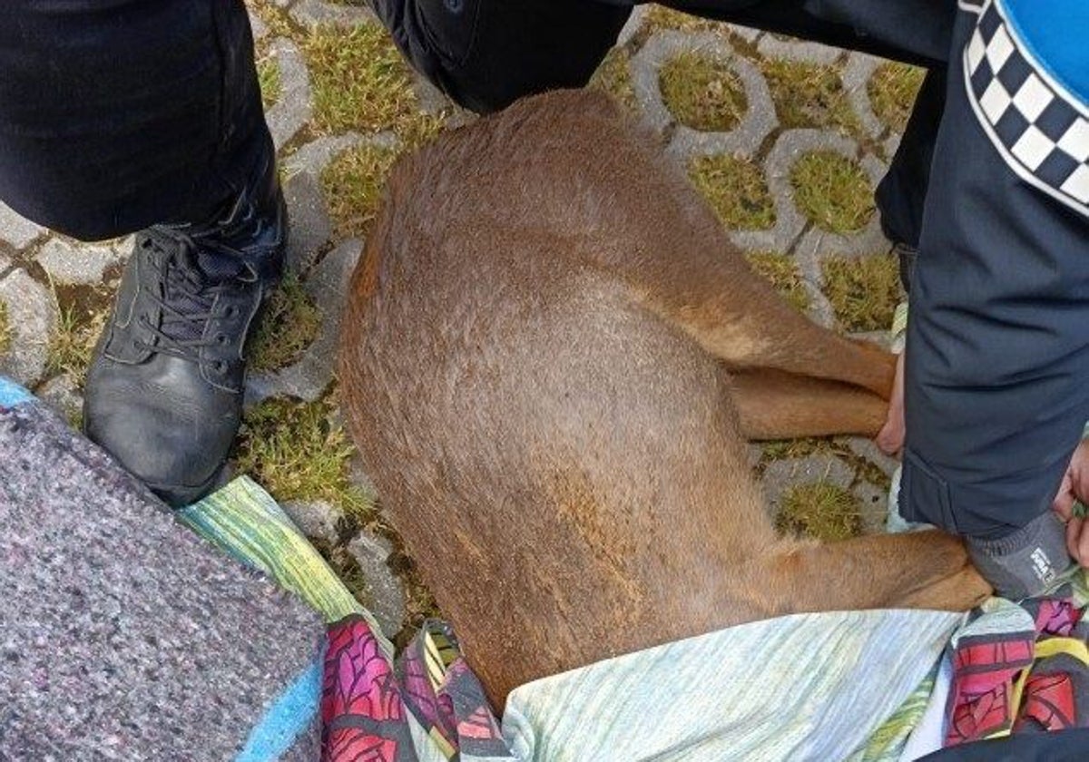El corzo, atendido por la Policía Municipal y veterinarios del CRAS en Valladolid