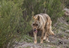 «Satisfacción» en Castilla y León con el «hito» para controlar el lobo al sur del Duero