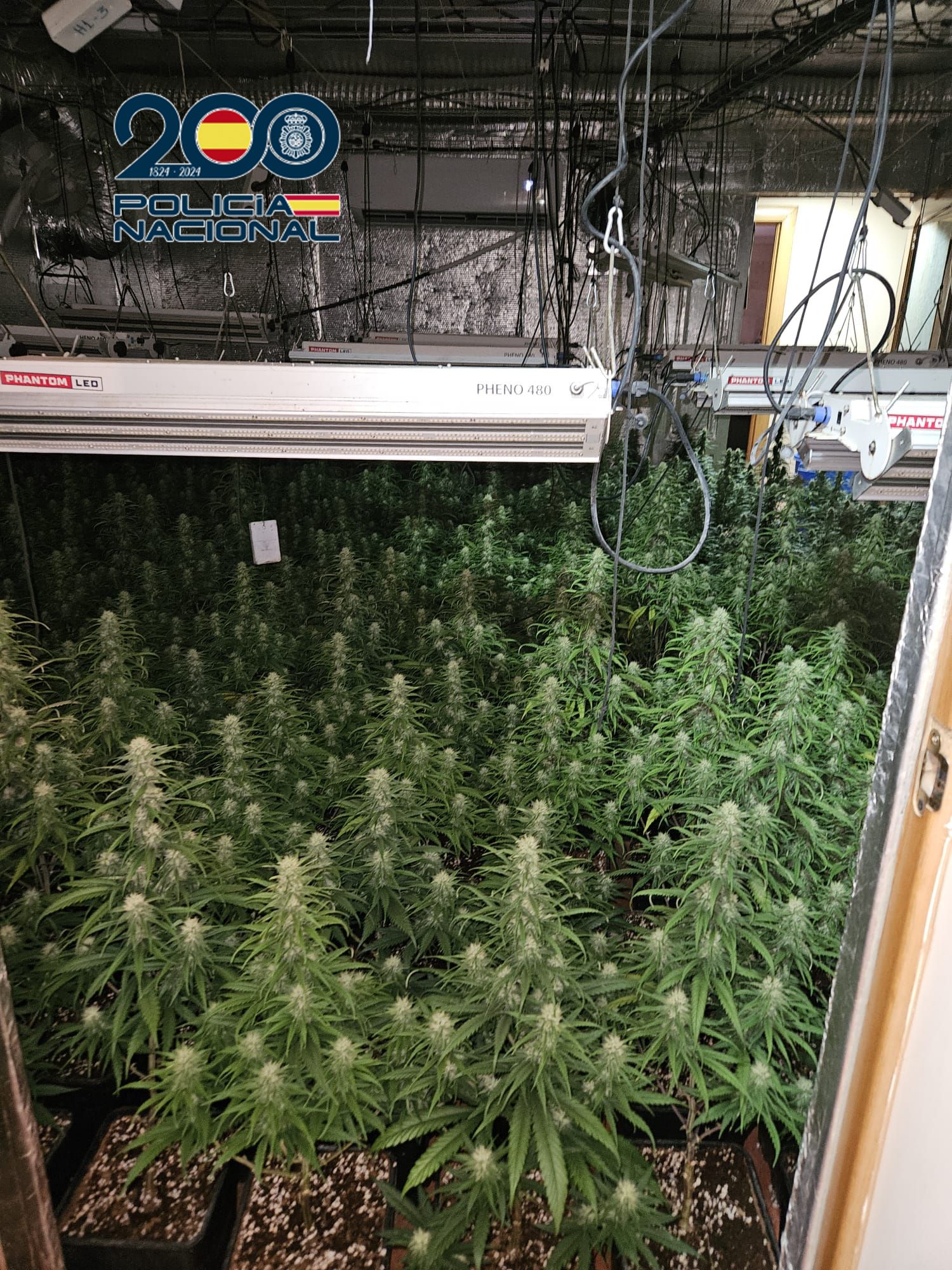 Detenido un «jardinero» por cultivar 1.000 plantas de marihuana en Talavera