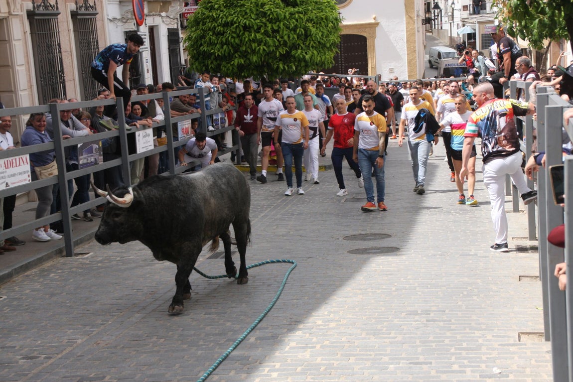 La brutal cogida en el Toro de Cuerda de Carcabuey, en imágenes