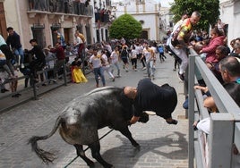 Susto en el Toro de Cuerda de Carcabuey: un asistente sufre una cornada y es hospitalizado