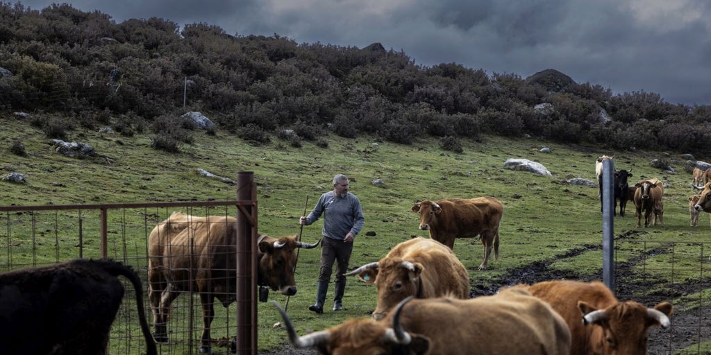 «Hablar del lobo es casi tabú, pero es una ruina para los ganaderos»