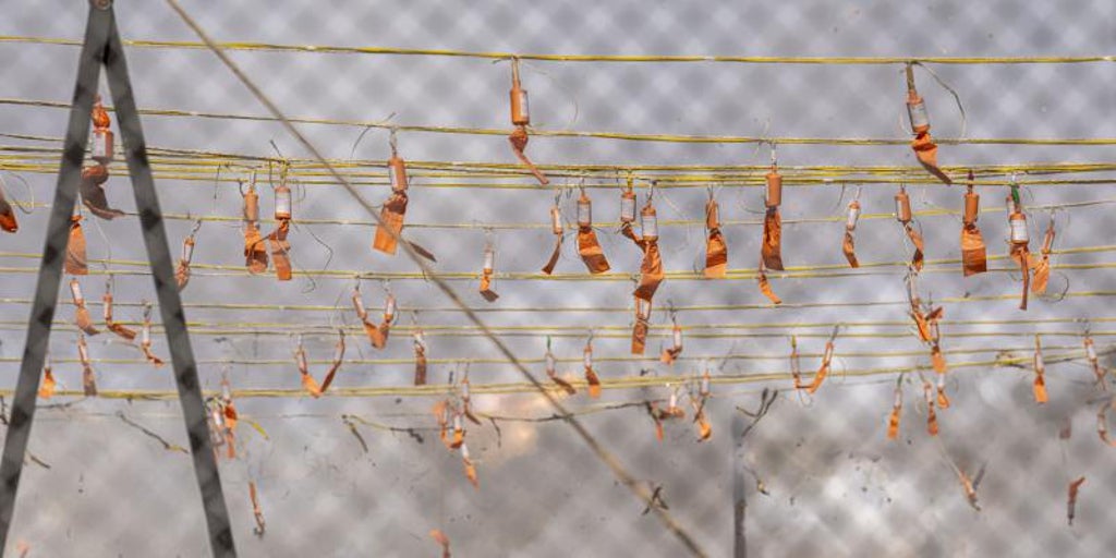 Mascletà en Valencia por la Virgen de los Desamparados: horario y ubicación