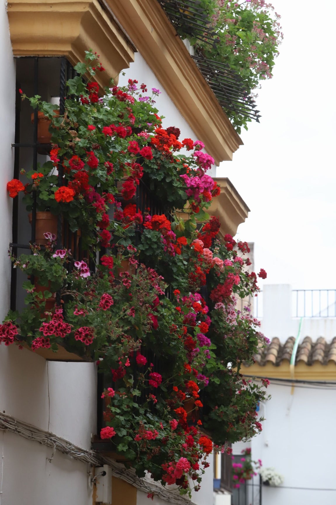El imágenes, las Rejas y Balcones ganadoras del concurso 2025