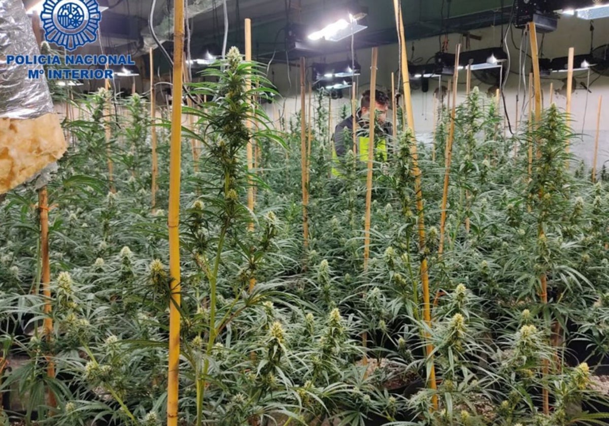 La Fiscalía pide 4 años de cárcel para 7 acusados de cultivar más de 6.000 plantas de marihuana en Hellín y Murcia