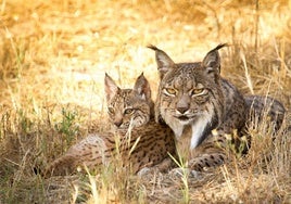 Un estudio de la Estación Biológica de Doñana señala que la genética ha ayudado a la recuperación del lince ibérico