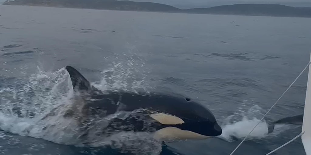 Los ataques de las orcas a los barcos se reducen casi a la mitad en estos dos años