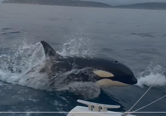 Una de las interacciones de las orcas.