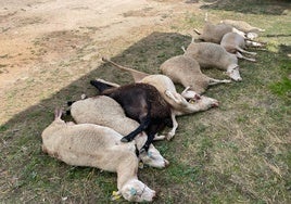 El lobo deja nueve ovejas muertas tras dos ataques en la misma explotación de Salamanca