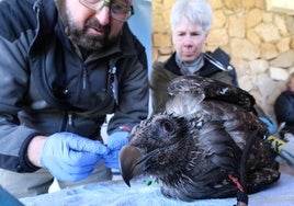 Tormes y Gloria, dos nuevos quebrantahuesos para la Sierra de Gredos