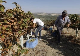 El mildiu mantiene en alerta a los viticultores de Montilla-Moriles