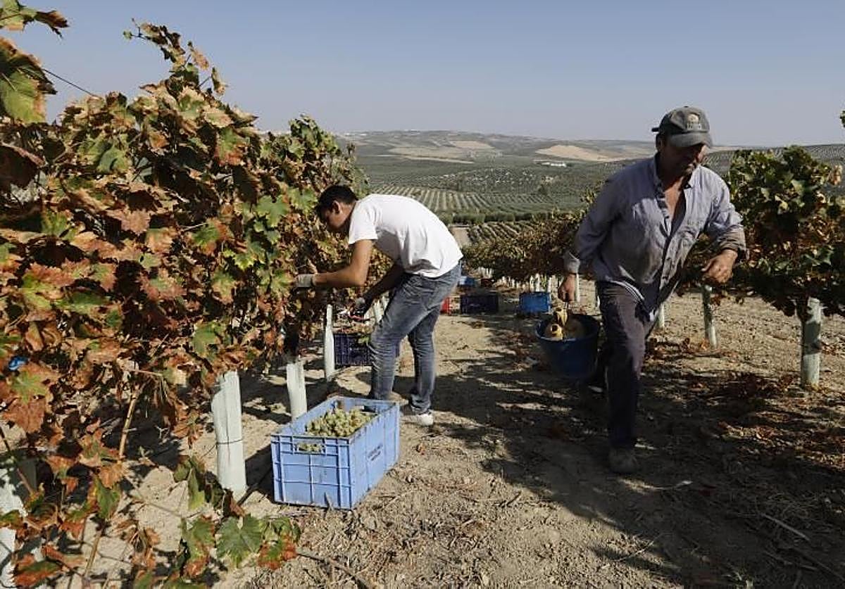 Recogida de la uva en una finca de Montilla-Moriles