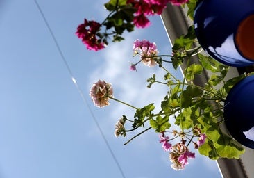El truco de los cordobeses para que las flores no se marchiten ni con 40 grados